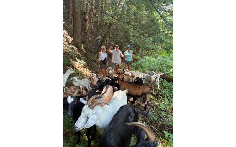 Goats - Photo by Carole Parker
