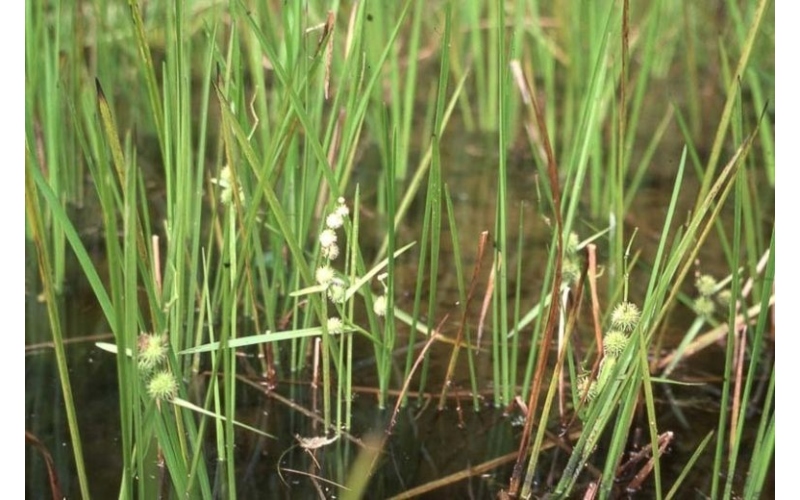 Another photo of bur reed photo by Mary Gillham