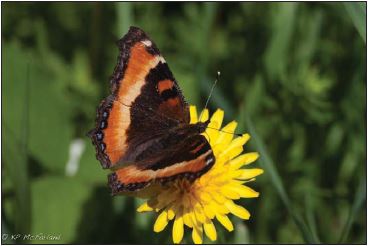 Milbert’s tortoiseshell