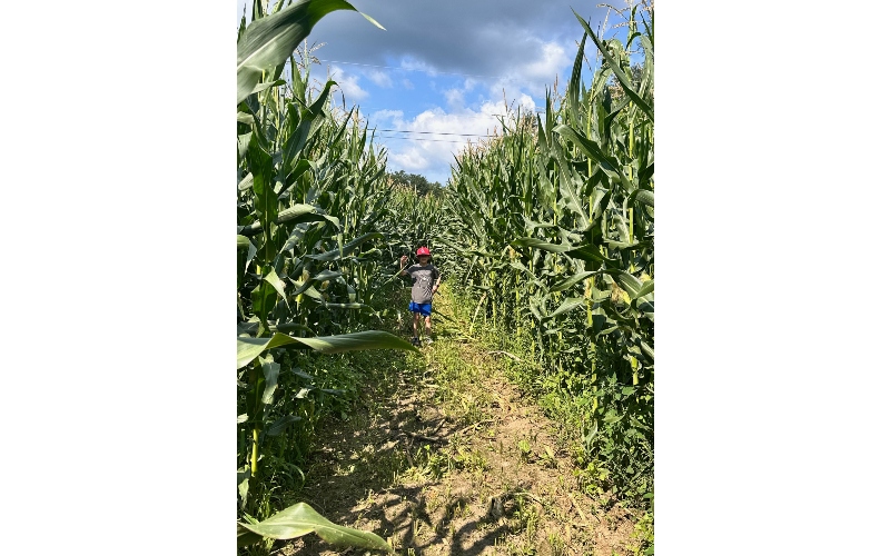 cornmaze2