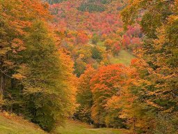 Foliage-5426