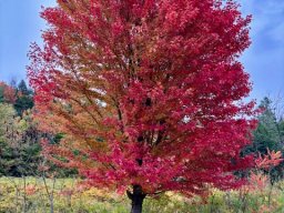 Foliage5427