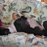 ‘An incredible breed’ -- adopting greyhounds