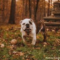The Mad River Valley Dog Park is open