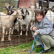Here is how goats will tackle knotweed
