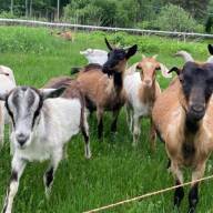 Goats and sheep graze on knotweed in several Valley locations
