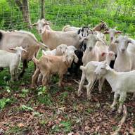 Goats return to graze the Mad River Valley this summer