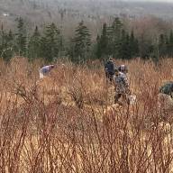 Warren Conservation Commission and USFS seek help maintaining blueberries