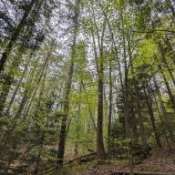 Duxbury Town Forest management plan up for public comment