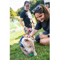 Beer and Puppies, friends Fur-ever at SIPtemberfest