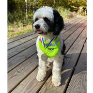 Archie wins talent contest at Rover Round Up