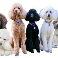 The feral poodles of Sugarbush