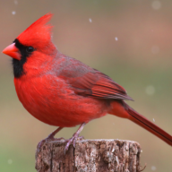 Not so bird-brained: avian tool use