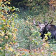 2025Vermont moose hunt results