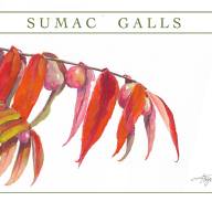 Sumac galls: an ancient association
