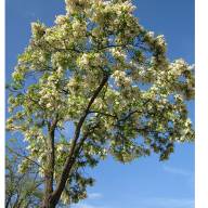Black locust: an invasive with roots?