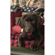 Send us pictures and stories about your dogs! (and cats)