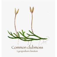 The quiet persistence of clubmosses