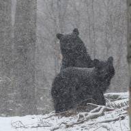 Do bears really hibernate?