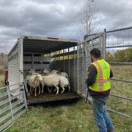 Vermonters reimagine solar farms with sheep and pollinators