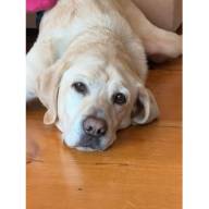 Pete, the yellow Lab guide dog, needs a new home by April 25