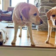 Mad River Valley dog lovers come through for Pete, the seeing eye dog