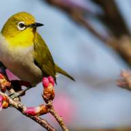 Gear up for Mad Birders’ spring and early summer walks