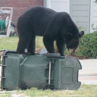 Are your gardens and landscaping Bear Wise?