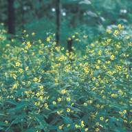 Mad River Watch, bees and buffers matter