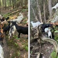 Search continues for missing goat after dog attack kills two in Waitsfield herd