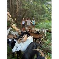 Waitsfield affirms dog leash law after goats killed