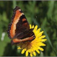 Volunteer naturalists help scientists survey the state’s butterfly populations