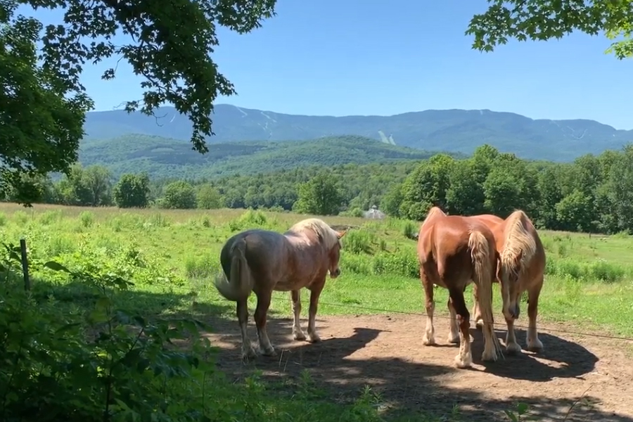 Celebrating Summer in The Valley